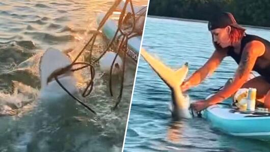 Raubfisch in Not: Frau auf Paddleboard rettet gefesselten Hai mit bloßen Händen