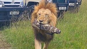 Safari-Tourist im Pech: Löwe schnappt sich Kameraobjektiv und spaziert davon
