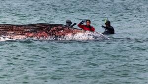 Toter Wal vor dänischer Insel Anholt entdeckt