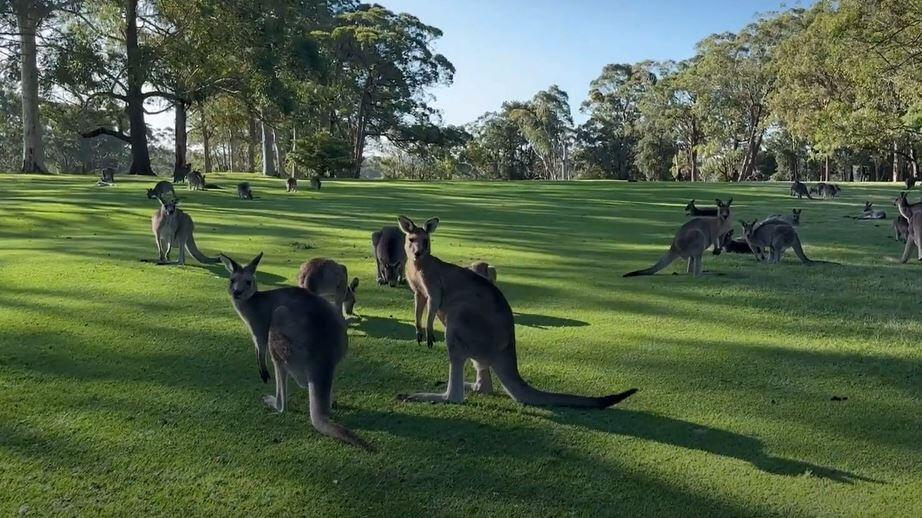 Kangurus auf Golfplatz