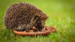 Igel frisst aus Schale.