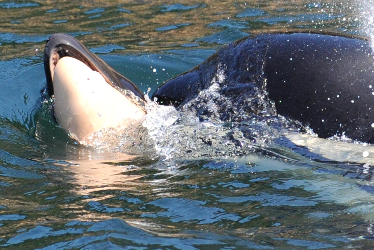 Bild zu Orca-Wal schleppt totes Junges