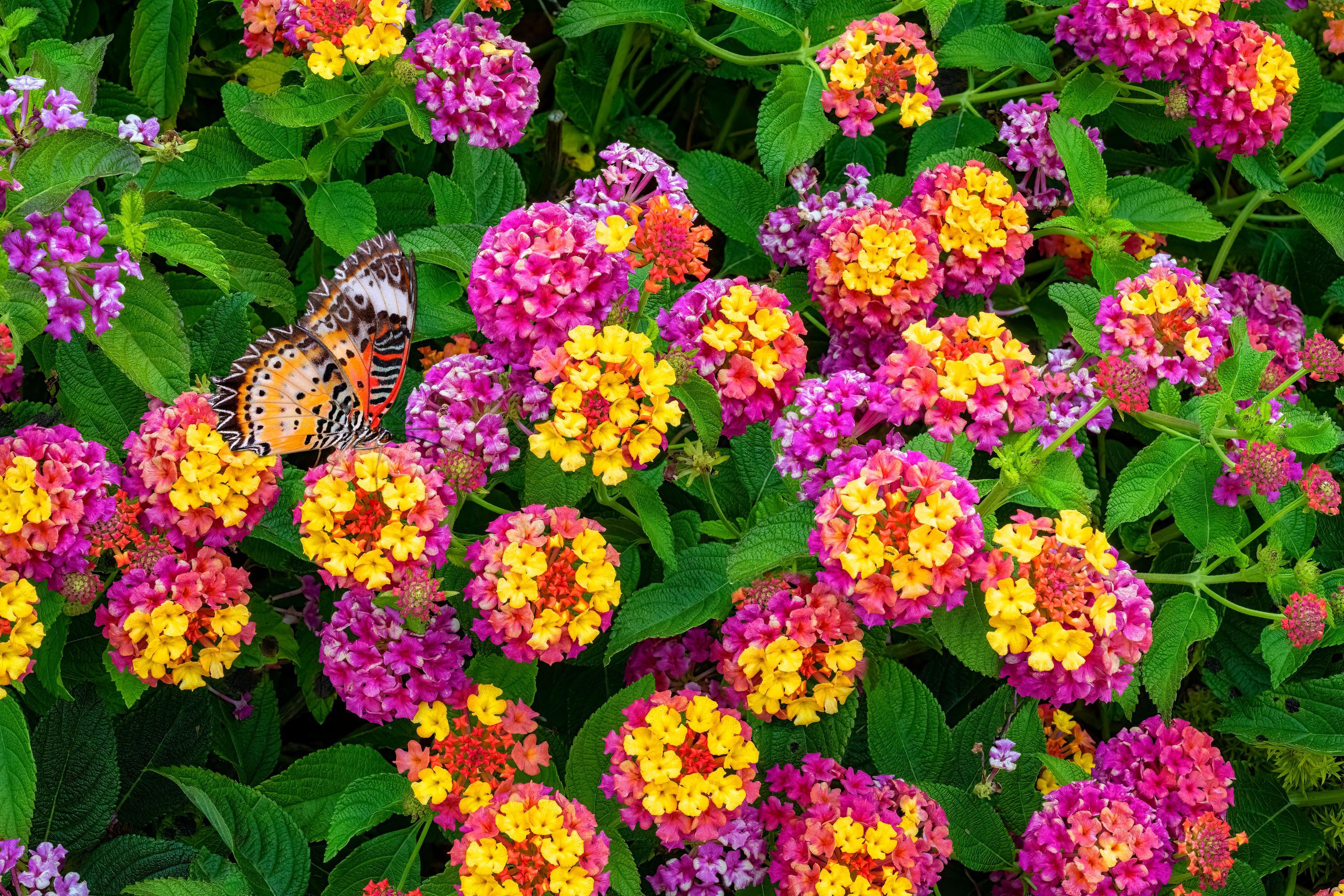 Diese farbenfrohe Blumen blühen den ganzen Sommer lang
