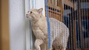 Eine Katze läuft durch einen Perlenvorhang. Sie hebt ein Bein leicht hoch.