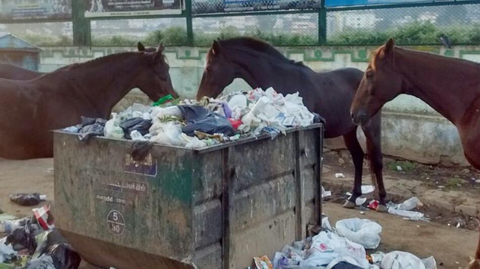 Tierschützer versuchen Streunerpferden zu helfen.