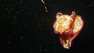 Seltene Sichtung: Taucher filmt schwimmende „Spanische Tänzerin“ vor Mauritius