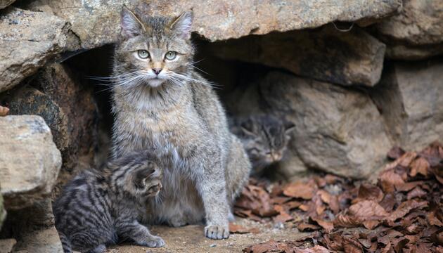 europäische Wildkatze