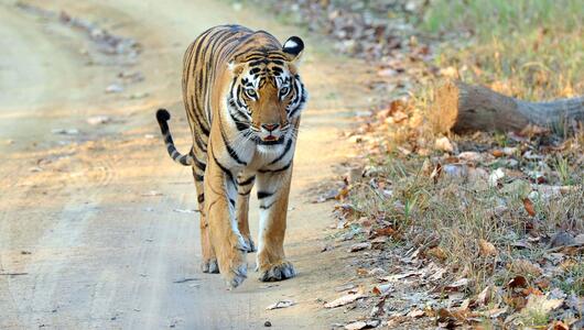Tiger in einem Nationalpark