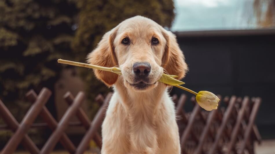 So zeigt man Hunden am besten, dass man sie liebt.