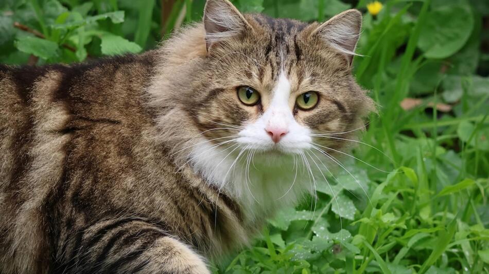 Kosten und Konsequenzen für Katzenhalter.