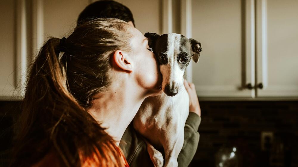 Hunde reagieren auf menschlichen Stress.