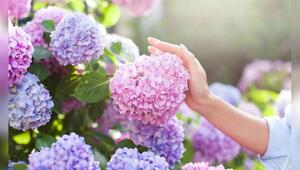 Hortensien gehören zu den beliebtesten Blumenarten für den Garten.