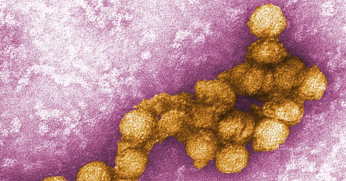 Über 1.000 Fälle von West-Nil-Virus in Europa
