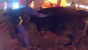 REUPLOAD! Polizei rettet Kühe aus brennender Scheune