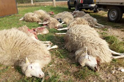 Bild zu Tote Schafe in Sachsen