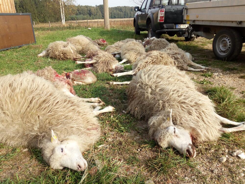 Tote Schafe in Sachsen
