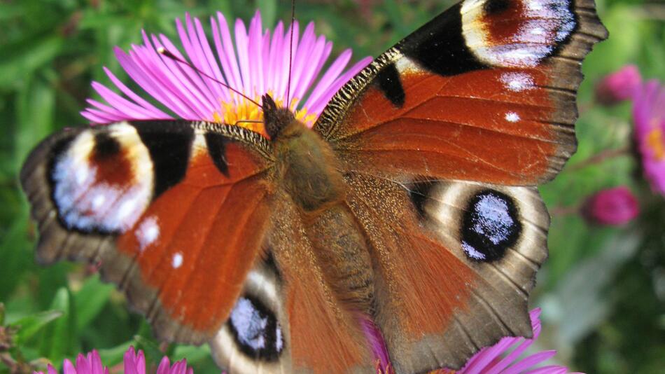 Dürre, Gift und Schottergärten - Schmetterlinge werden weniger