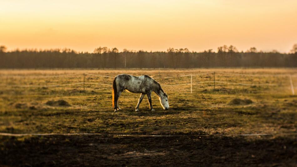 In Polen hat ein 19-Jähriger ein Pferd gestohlen.