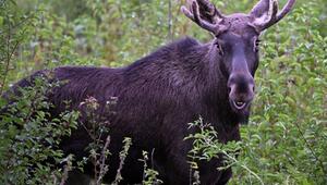 Elche auf Wanderschaft werden immer wieder gesichtet