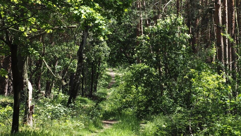 Wald in Brandenburg