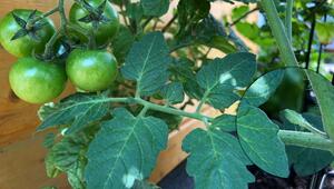 Tomaten ausgeizen