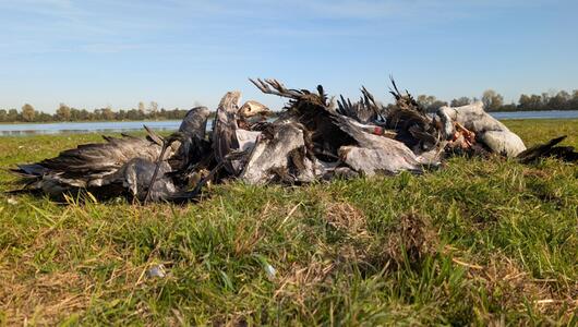 Vogelgrippe in Brandenburg - Tote Kraniche bei Linum