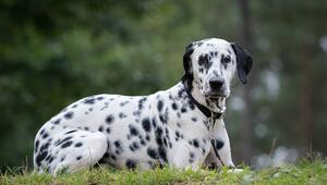 Dalmatiner posiert auf einem Hügel.