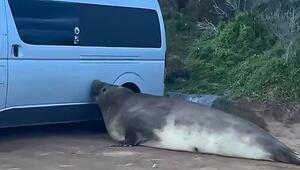Ungebetener Gast: 900-Kilo-Robbe Neil bedrängt geparkten Van in Tasmanien