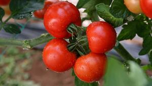 Korrektur!Tomatenpflanzen: Der häufigste Fehler beim Gießen