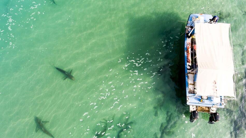 Haie tummeln sich vor Israels Küste