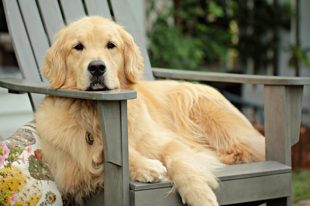 Forschung hilft nicht nur Golden Retrievern.