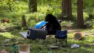 Bär
