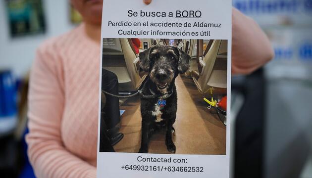 Verlorener Hund nach Zugunglück in Spanien