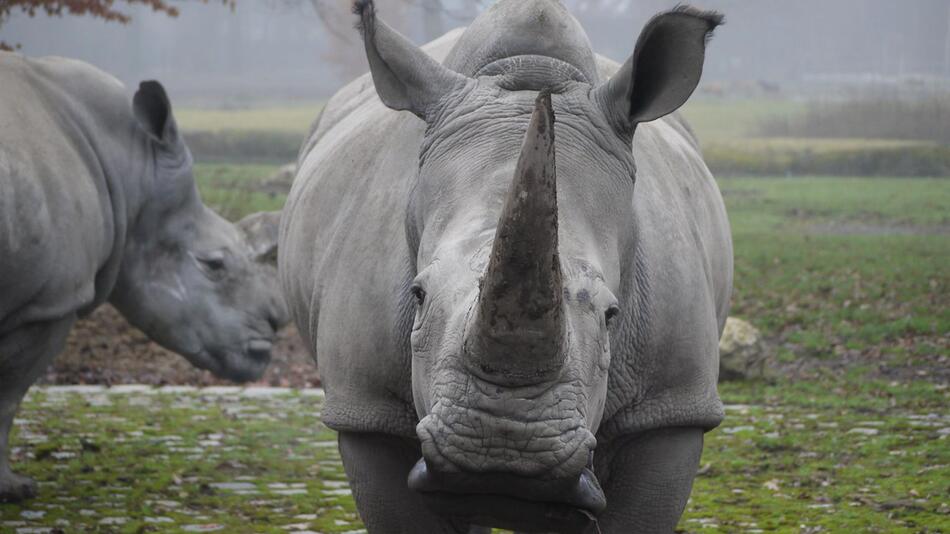 Nashorn Kibibi