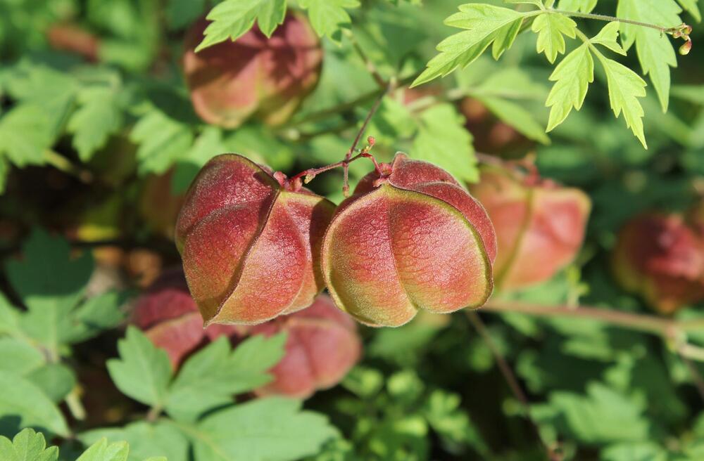 Verboten: Diese Pflanzen drfen nicht in Ihrem Garten wachsen | WEB.DE