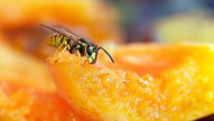 Wespe sitzt auf einem Stück Obst