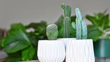 Kakteen pflegen: Was Sie beachten sollten