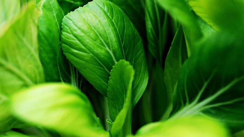 Pak Choi anbauen