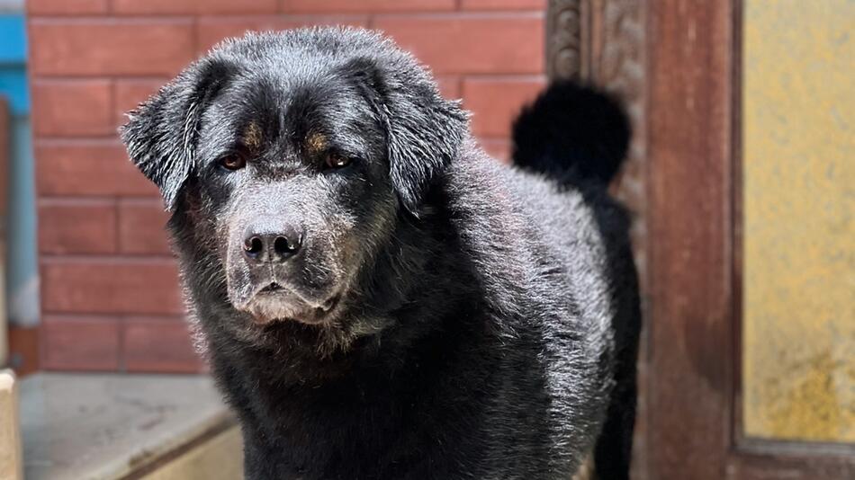 Der Tibet Mastiff gehört zu den teuersten Rassen.