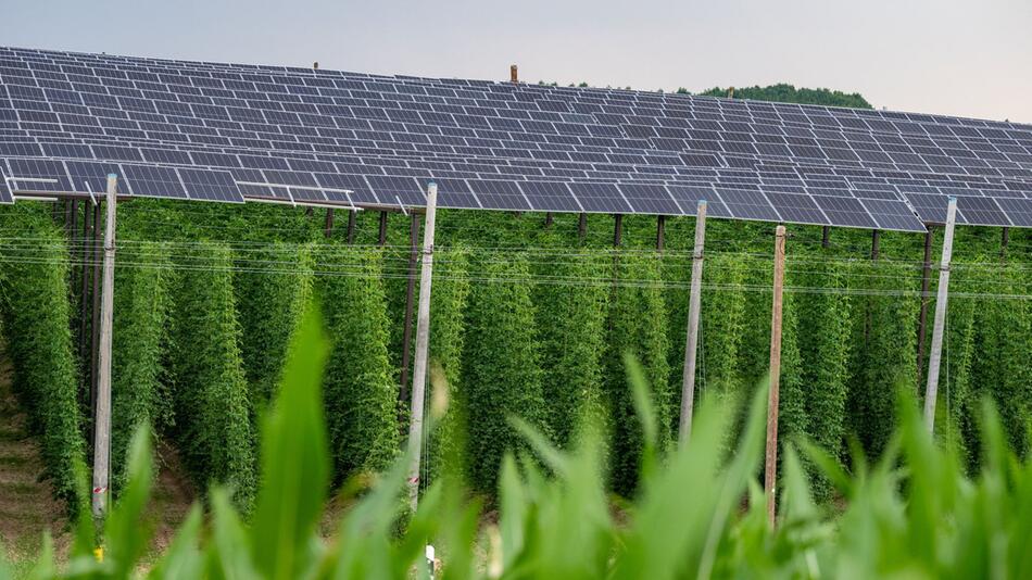 Hopfen-Agri-Photovoltaik-Anlage