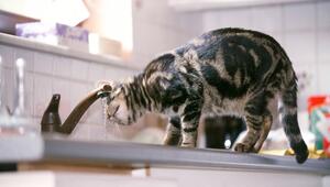 Katze