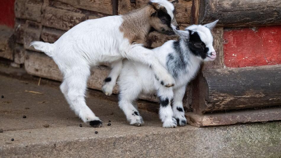 Stralsund Zoo - Zwergziegen