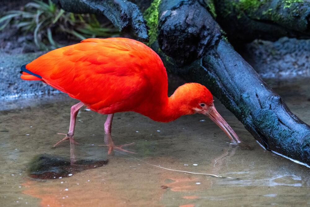 Stralsund Zoo - Scharlachsichler