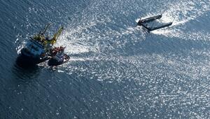 Weitere Entwicklung zum Buckelwal in der Ostsee