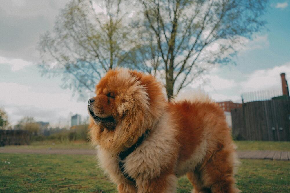 Auch Chow Chows gehören zu den teuersten Rassen.