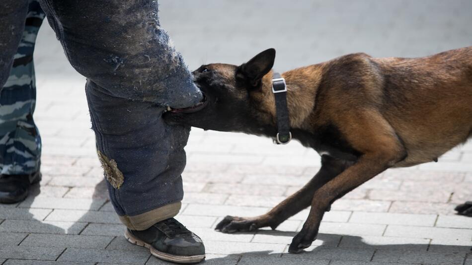 Polizeihund im Training beißt ins Bein.