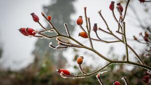 Eis und gefrorener Nebel auf Pflanzen