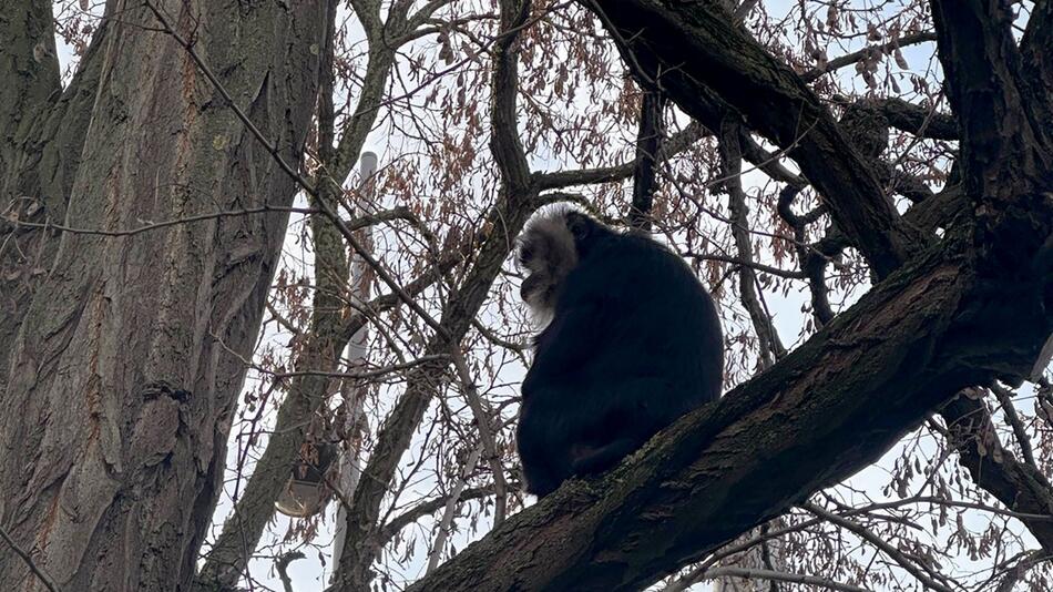 Vermisster Bartaffe zurück im Zoo Leipzig