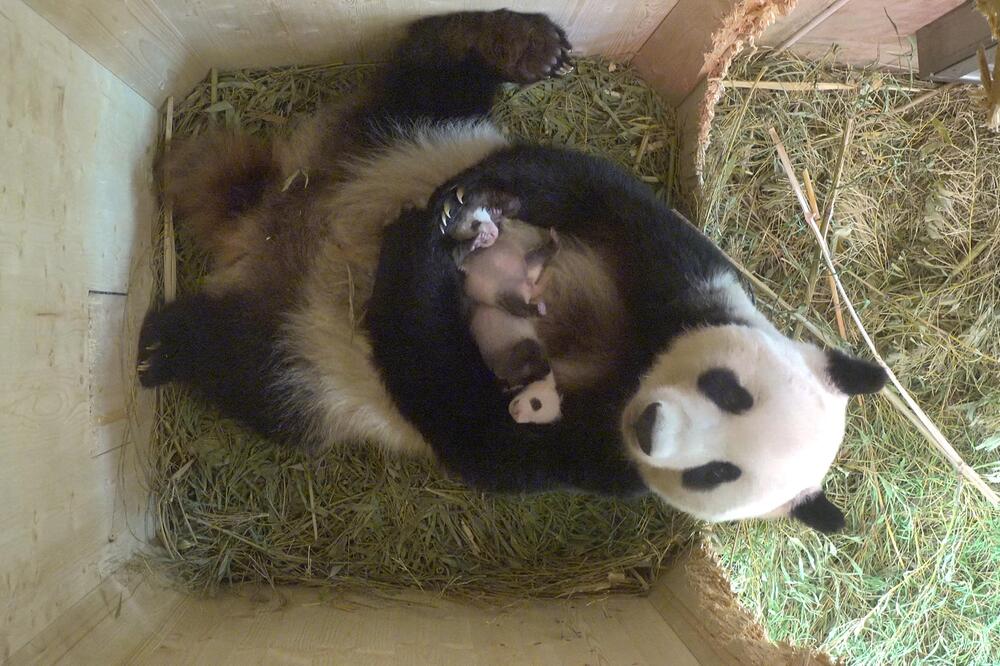 Tiergarten Schönbrunn Das Tagebuch Der Panda Zwillinge Webde
