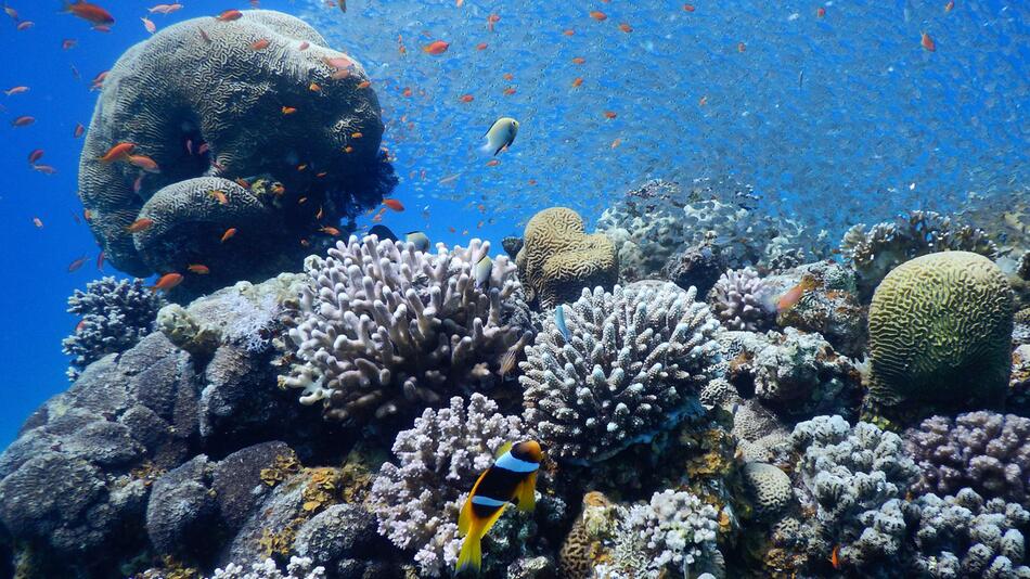 Korallenriffe weltweit vor Ausbleichen